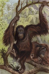 Orang-Utan